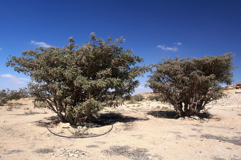 Verloren Stad (Excursie van een volledige dag naar Rub Al Khali)