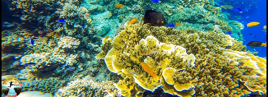 Cebu : l'aventure aquatique ultime en 3 jours