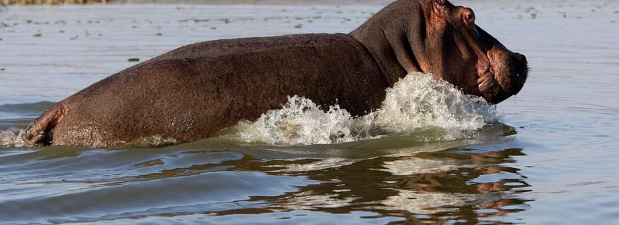 Visite de groupe à Hells Gate et au lac Naivasha (facultatif) avec options