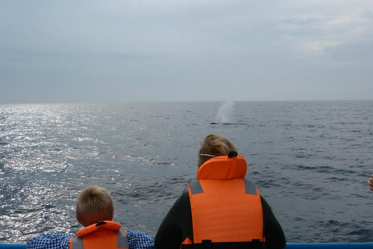 Mirissa: Whale & Dolphin Watching Cruise with Geeth’s Crew