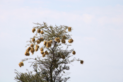 Windhoek: 3-Day Guided Safari in Etosha with Lodge