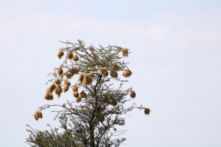 Windhoek: 3-Day Guided Safari in Etosha with Lodge