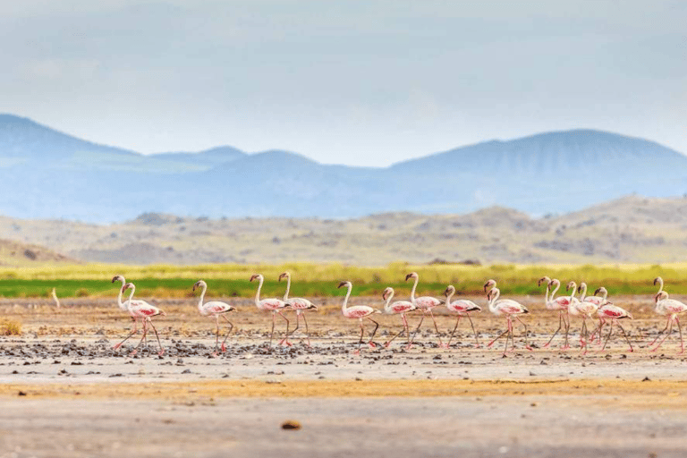 Arusha: Lake Natron 3-Day Tour with Maasai Village Visit