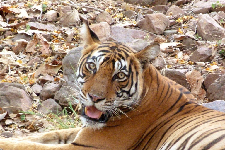 Spot Tigers and other wild of Ranthambore on a Day-Same Tour Ranthambore day trip with local guide full day + naturalist