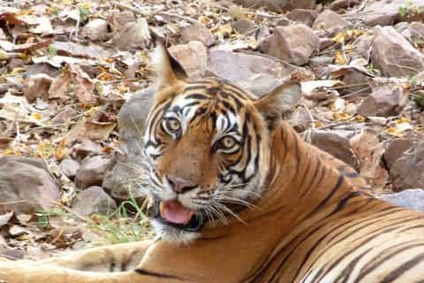 ランタンボール国立公園でトラやその他の野生動物を観察する1日ツアー