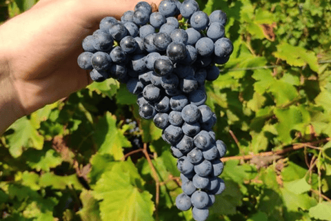 Balsamic Vinegar, Wine Tasting & Tour near Parma & Reggio Balsamic Vinegar & Wine Tasting in Reggio Emilia - Italiano