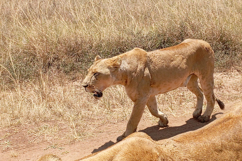 Nairobi: Amboseli National Park and Maasai Village Day Trip