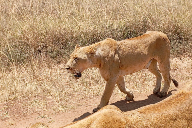 Nairobi: Amboseli National Park and Maasai Village Day Trip