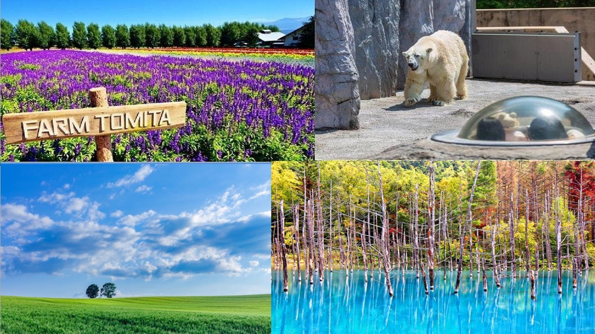 Sapporo: Hokkaido-Highlights – Biei, Blauer Teich & Asahiyama-Zoo