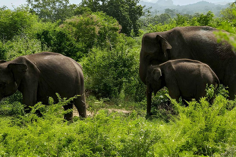 From Trincomalee: Sigiriya Rock Fortress & Safari Day Trip