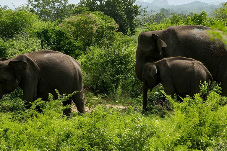 From Trincomalee: Sigiriya Rock Fortress & Safari Day Trip