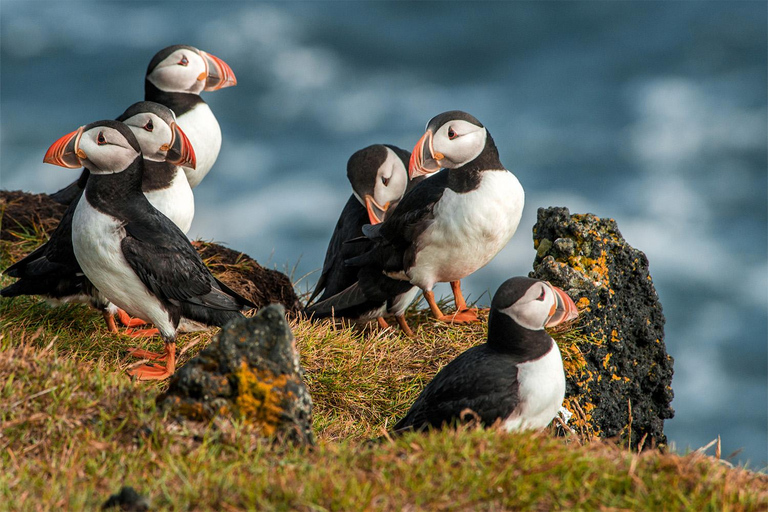 De Reykjavik: Excursão de Puffin e Vulcão nas Ilhas Westman