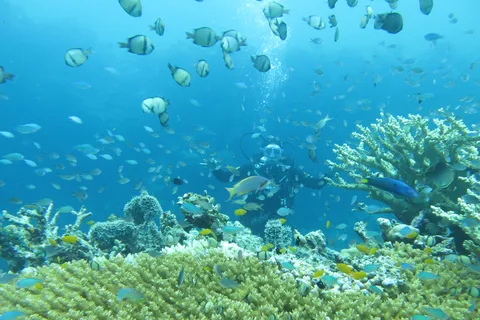 Tutto include un'immersione divertente sull'isola di Menjangan