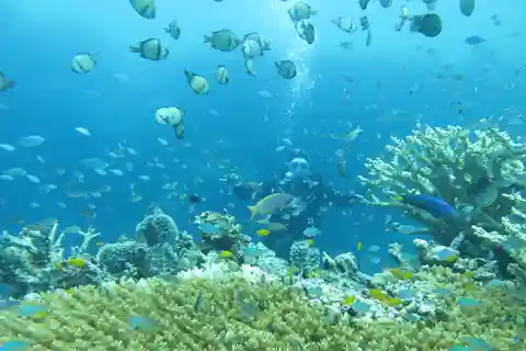Plongée amusante à l'île de Menjangan (tout compris)