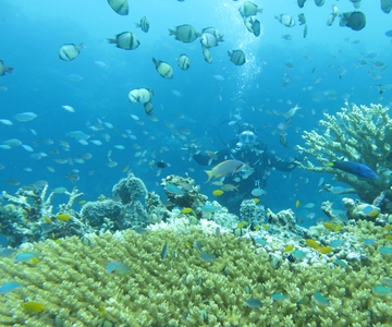 Tutto include un'immersione divertente sull'isola di Menjangan