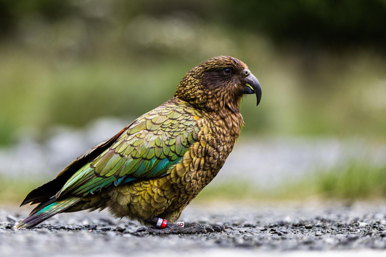 From Queenstown: Milford Sound Business Class with Cruise Milford Sound Business Class