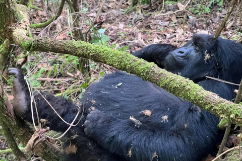 4-Day Rwanda Uganda Gorilla Trekking Tour Experience