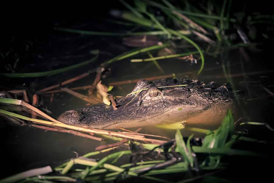 Kissimmee: Boggy Creek Airboats Adventures Night Tour Ticket. Foto: GetYourGuide