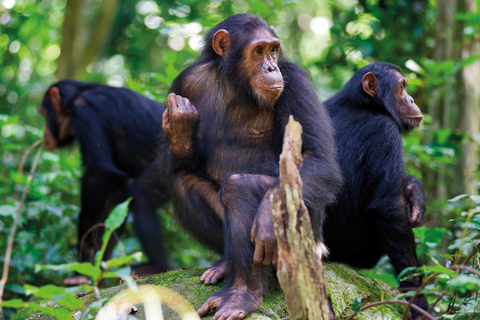 10-dniowa wycieczka safari Rwanda - goryle, szympansy i oglądanie dzikiej przyrody