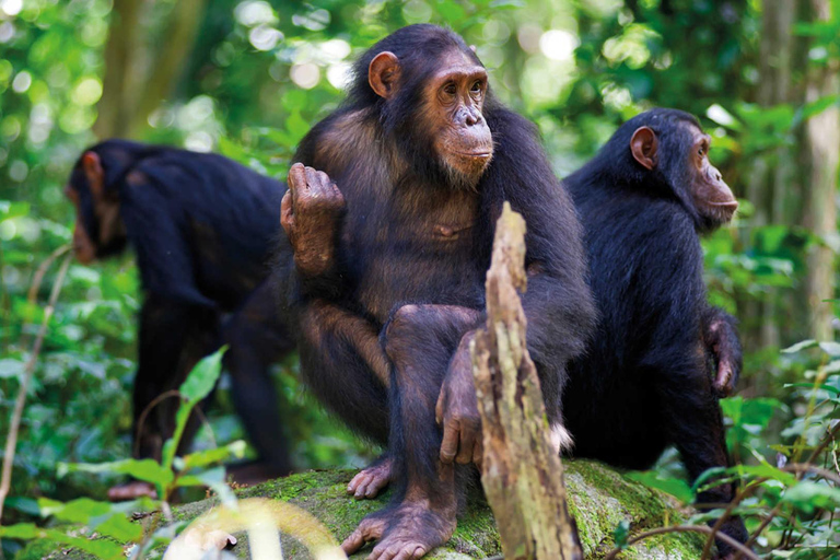 10-dniowa wycieczka safari Rwanda - goryle, szympansy i oglądanie dzikiej przyrody