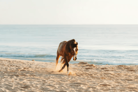 Ibiza: Beach or Nature Horseback Ride with Guide Ibiza: 1 h Nature Ride for beginners