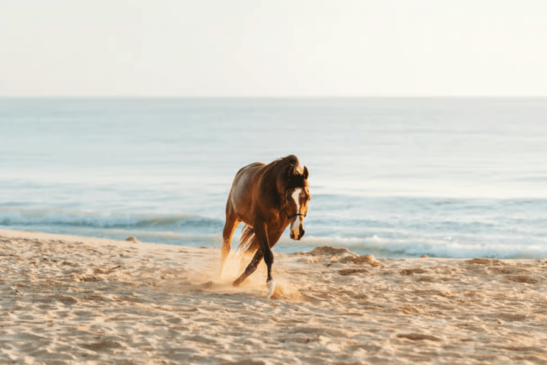 Ibiza: Beach or Nature Horseback Ride with Guide Ibiza: 1 h Nature Ride for beginners