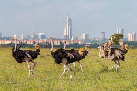 Parque Nacional de Nairobi: Excursión Privada de Medio Día o Día Completo con EscalaExcursión de un día completo en escala y visita al Centro de Jirafas - Con entrada