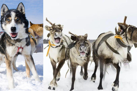 Levi: Ultimate Combo! Husky Safari & Reindeer Sleigh Ride Levi: Husky and Reindeer Arctic Duo Safari