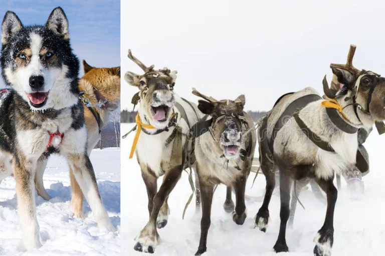 Levi: Ultimate Combo! Husky Safari & Reindeer Sleigh Ride Levi: Husky and Reindeer Arctic Duo Safari