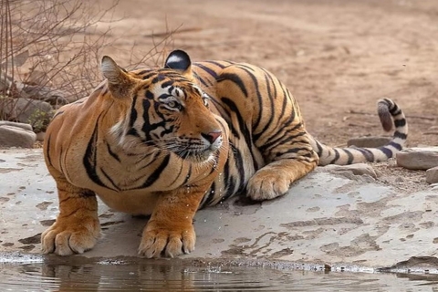 Au départ de Delhi : 4 jours dans le Triangle d'Or et safari des tigres de RanthamboreCircuit sans hôtel