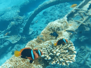 Bali: Candidasa Snorkeling Trips with Transfer