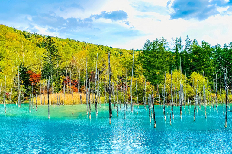 Hokkaido Summer Day Trip: Patchwork Road&Shikisai no Okas Depart from Sapporo Tokyu REI Hotel (without lunch)