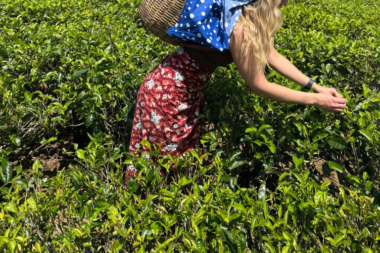 Kandy to Nuwara Eliya Transfer: Tea Plantations & Waterfalls