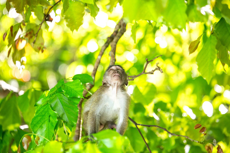 Phuket: Excursión en catamarán rápido por Phi Phi y Maya Bay