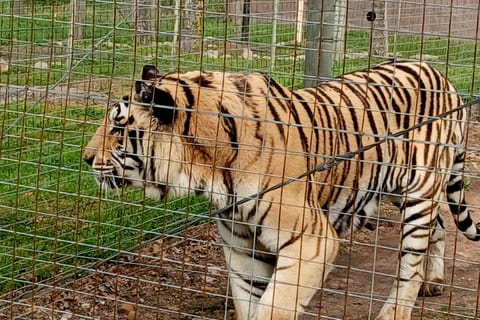 Cape Town: Winelands Luxury half day with Big Cats Park
