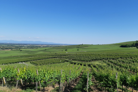 Safári em vilarejos vinícolas e degustação de vinhos