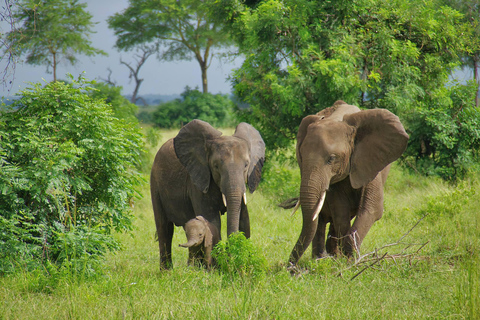 3-days 2-nights Zanzibar to Mikumi Safari wildlife-bye Boat