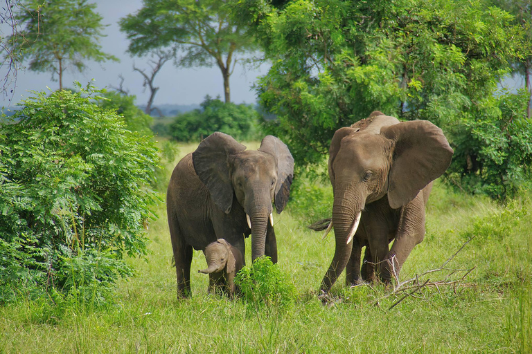 3-days 2-nights Zanzibar to Mikumi Safari wildlife-bye Boat