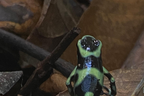 Manuel Antonio Park: Geführter Rundgang mit einem NaturalistenPrivate Tour