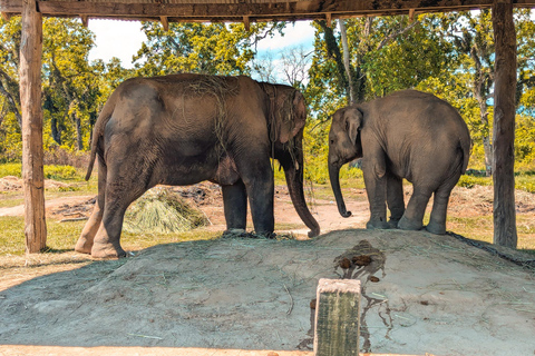 Chitwan: Jungle Safari with Wildlife & Cultural tour 3-Days