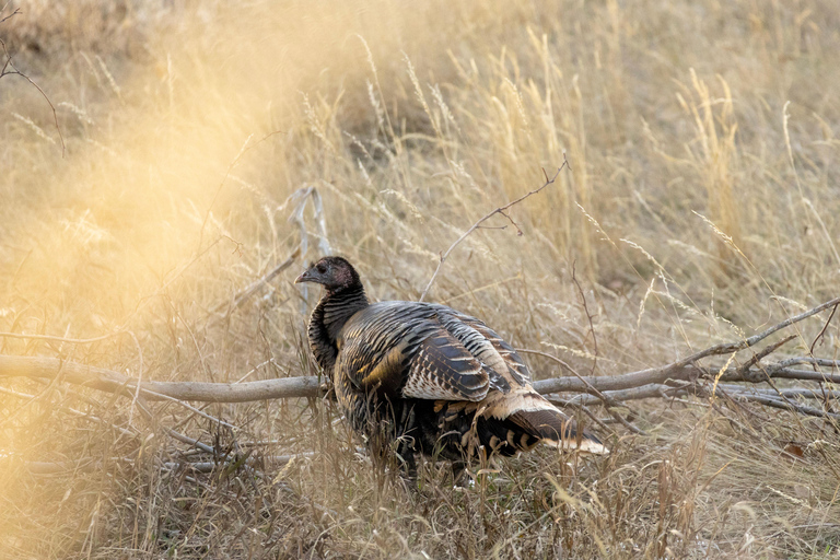 Safari dans le Rocky Mountain ArsenalSafari dans l&#039;Arsenal des Rocheuses