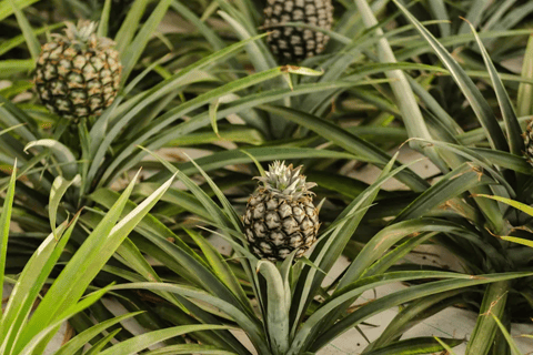 Ponta Delgada: City Tour and Pineapple Plantation Visit