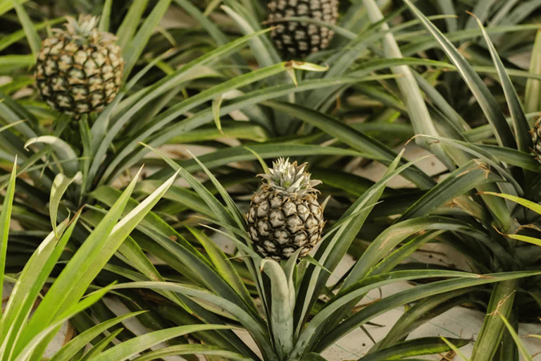 Ponta Delgada: City Tour and Pineapple Plantation Visit