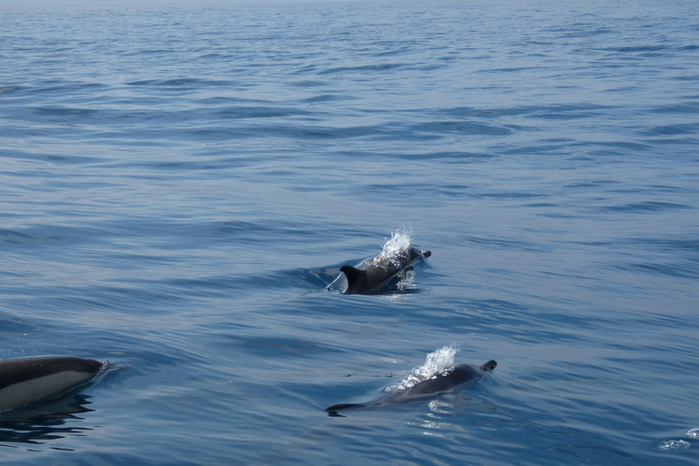 Sesimbra: Tour in barca per l&#039;osservazione dei delfini di Arrábida con biologoSesimbra: Tour in barca con biologo per l&#039;osservazione dei delfini di Arrábida