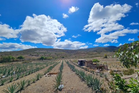 Mezcal Day Premium Family Distilleries Tour with Lunch