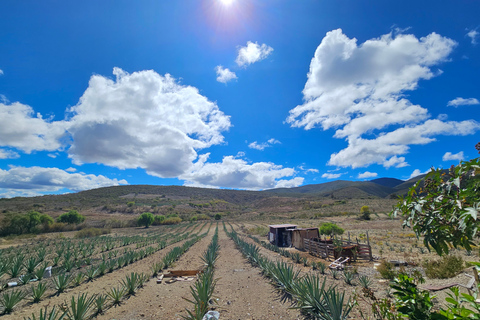 Oaxaca: Artisanal Mezcal, Alebrijes, and Zapotec Weaving