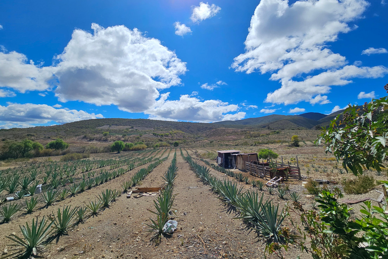 Oaxaca: Artisanal Mezcal, Alebrijes, and Zapotec Weaving