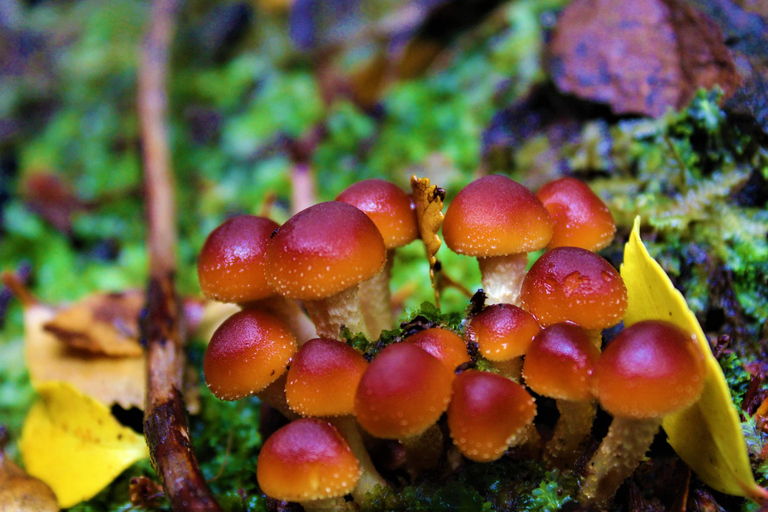 Horseback Riding near Strait of Magellan