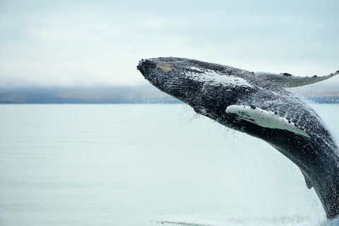 Ganztägige Walbeobachtung & Golden Circle Tour ab Reykjavik