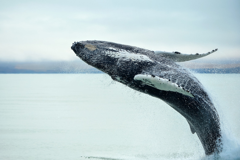 Ganztägige Walbeobachtung & Golden Circle Tour ab Reykjavik